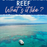 Snorkeling on the great barrier reef what's it like