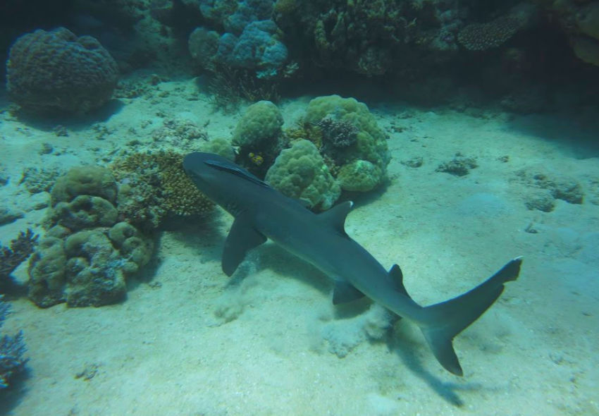 sharks on the Great Barrier Reef