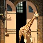 Visiting London Zoo. The giraffe house at London Zoo, ZSL