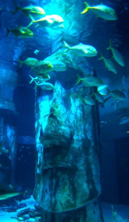 London aquarium shark tank review