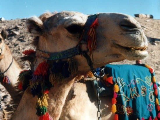 camel 550