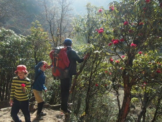 Nepal with kids, Kathmandu with kids rhodedendrons