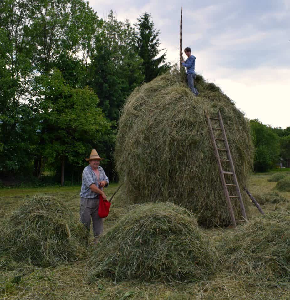 Salting a haystack in Breb Maramures Romania