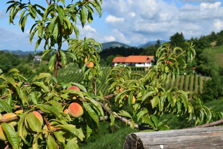 Slovenian grape fields and peaches