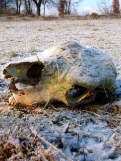 Heavy Frost Romania Winter Skull