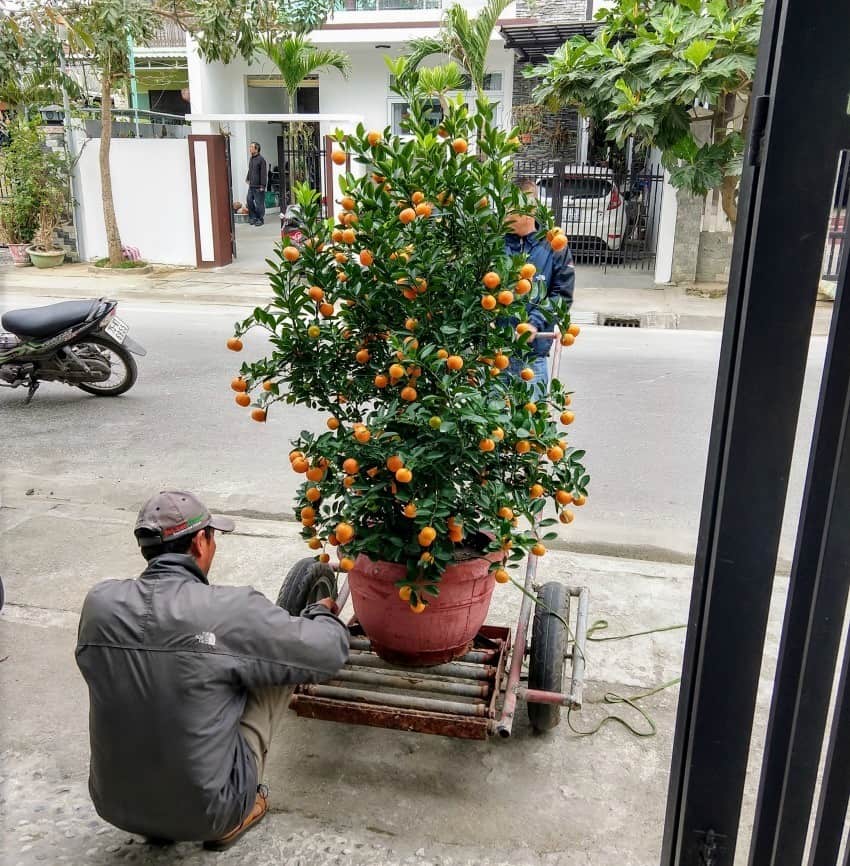 Kumquat Tree Tet Hoi An