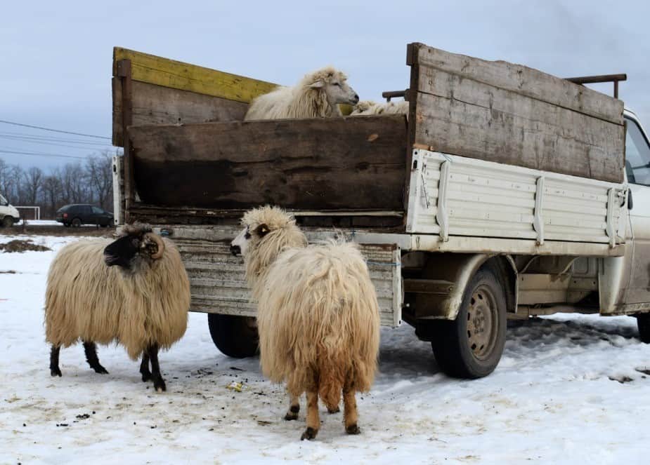 Sheep for sale at Ocna Market Maramures Romania