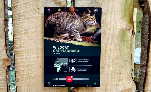 Wild cats at Scottish Wildlife Park blog