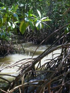 Daintree Rainforest Boardwalks and walks. Mangrove swamps