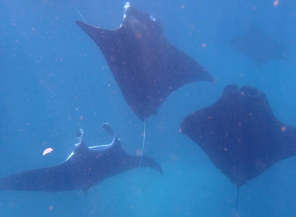 swimming with manta rays off nusa penida