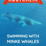 Australia scuba diving swimming with whales