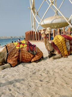 Is Dubai in Asia camels on th beach with man in Arab dress Dubai, Asia