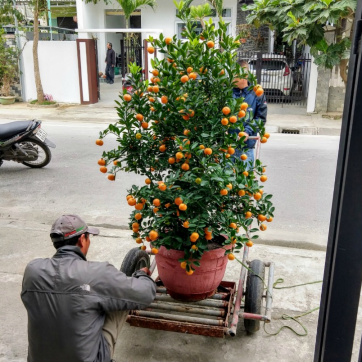 kumquat tree tet