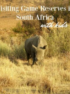 visiting game reserves in south africa with kids. rhino at Hluhluwe umfolozi game park