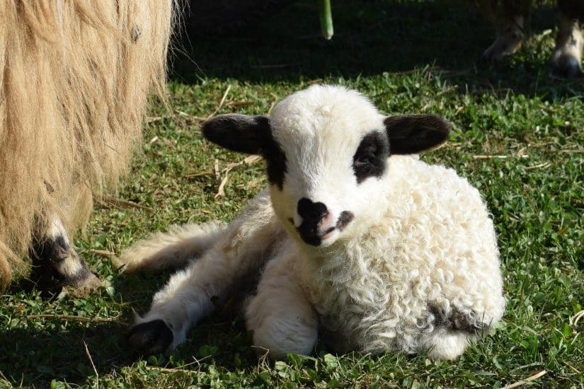 romanian lamb