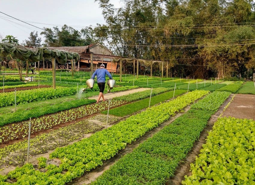 Tra Que Gardens Hoi An Vietnam
